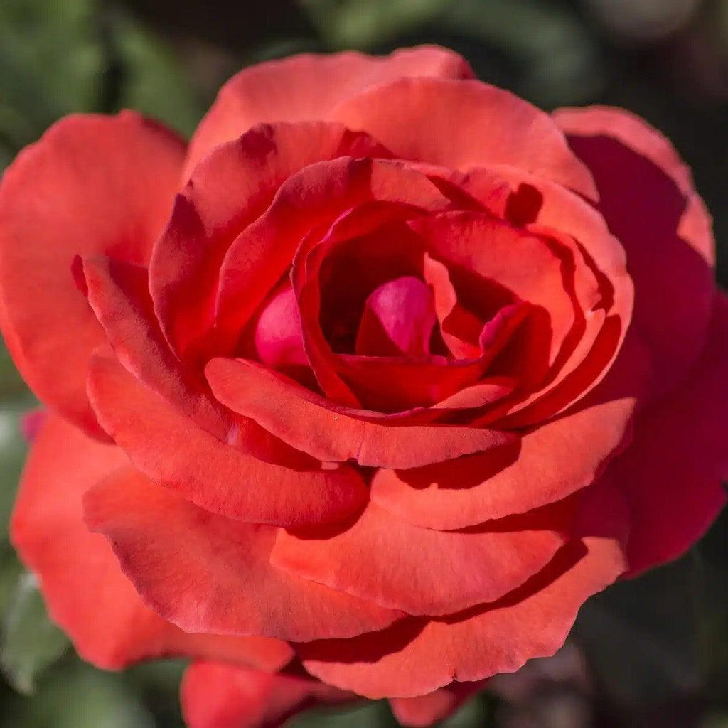Rosa 'Tanellis'  - Fragrant Cloud Rose