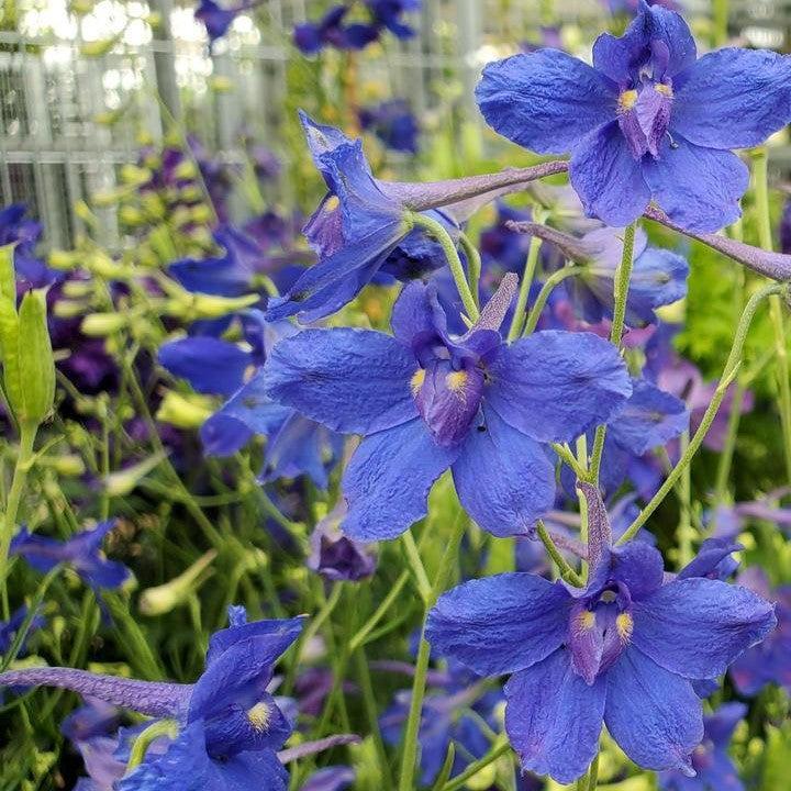 Delphinium grandiflorum 'Blue Butterfly'  - Blue Butterfly Delphinium