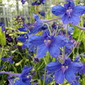 Delphinium grandiflorum 'Blue Butterfly'  - Blue Butterfly Delphinium