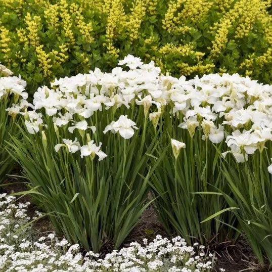 Iris sibirica 'Swans in Flight'  - Swans In Flight Siberian Iris