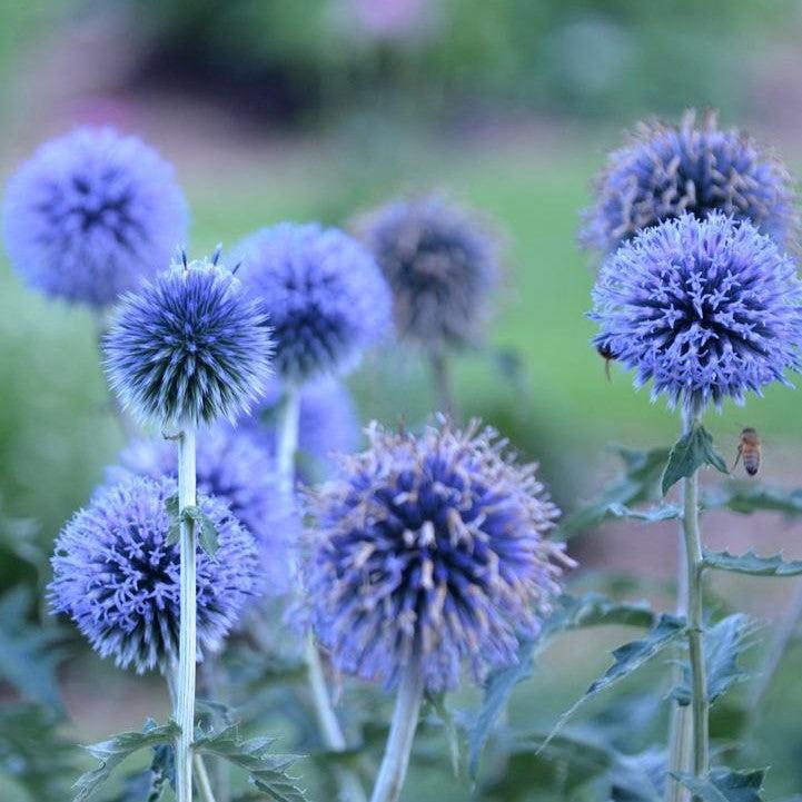Echinops bannaticus 'Blue Glow'  - Blue Glow Globe Thistle