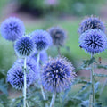 Echinops bannaticus 'Blue Glow'  - Blue Glow Globe Thistle