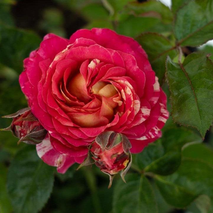 Rosa 'Meiwentar'  - Winning Streak™ Rose
