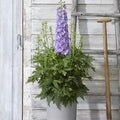 Delphinium x 'ET DLP 17-03'  - Delgenius™ Shelby Delphinium