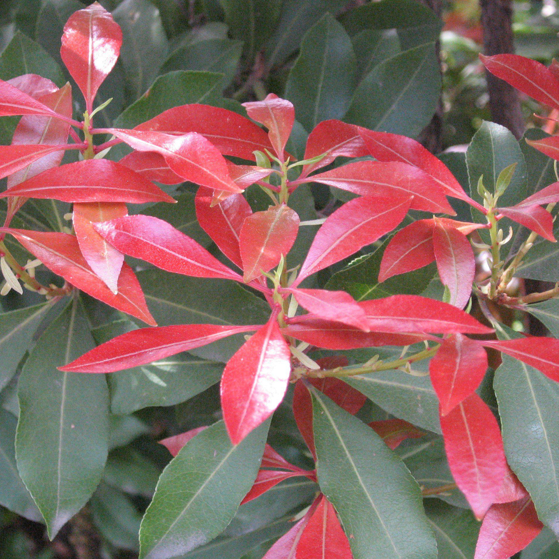 Pieris japonica 'Mountain Fire'  - Mountain Fire Pieris