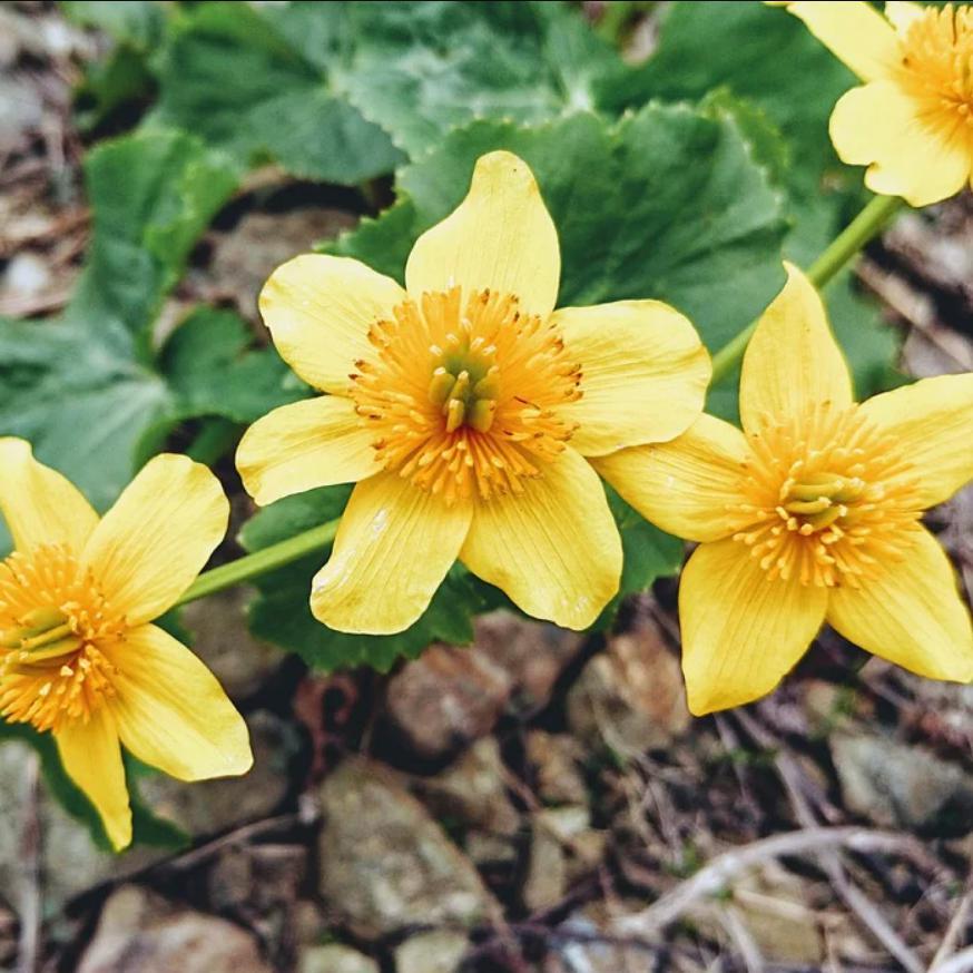 Caltha palustris  - Marsh Marigold