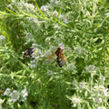 Pycnanthemum verticillatum var. pilosum  - Hairy Mountain Mint