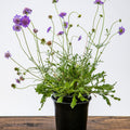 Scabiosa columbaria 'Butterfly Blue'  - Butterfly Blue Pincushion Flower