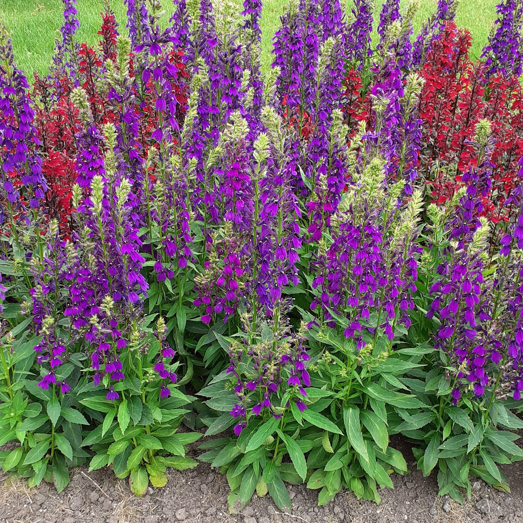 Lobelia x speciosa 'PAS1302712'  - Starship™ Blue Cardinal Flower