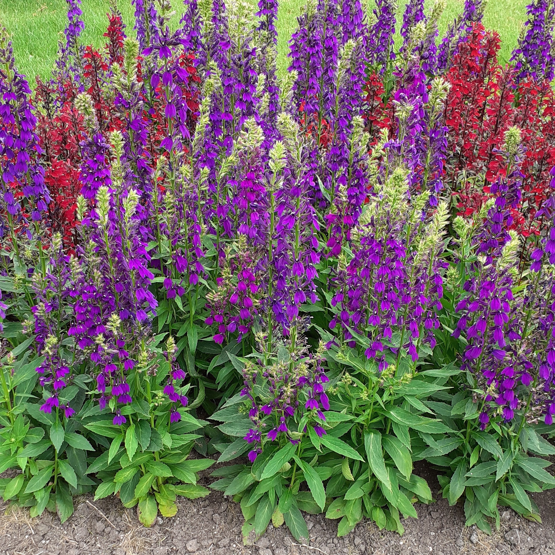 Lobelia x speciosa 'PAS1302712'  - Starship™ Blue Cardinal Flower