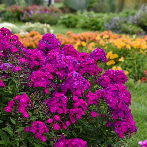 Phlox paniculata 'Ultraviolet'  - Luminary® Ultraviolet Phlox