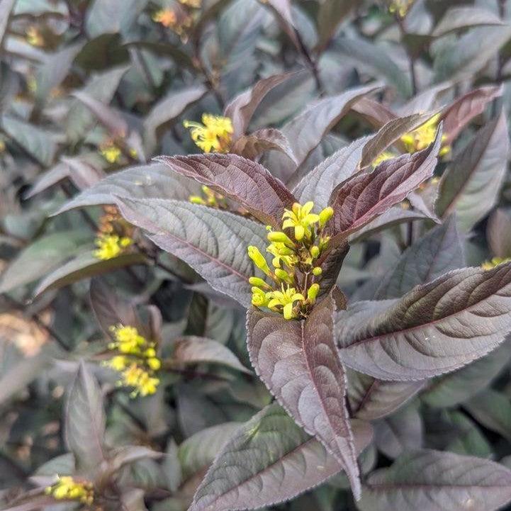 Diervilla rivularis 'SMNDSN'  - Kodiak® Jet Black Honeysuckle