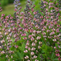 Baptisia 'Pink Truffles' PP26,588  - PW® Decadence® Deluxe Pink Truffles False Indigo