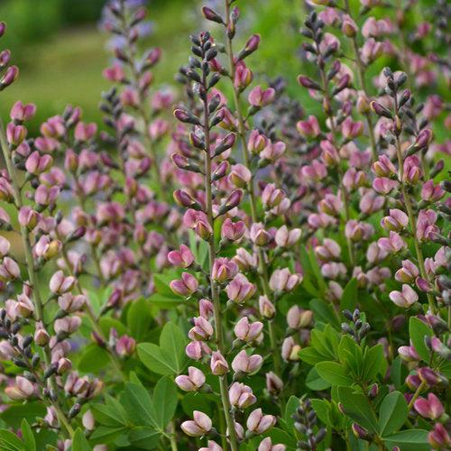 Baptisia 'Pink Truffles' PP26,588  - PW® Decadence® Deluxe Pink Truffles False Indigo