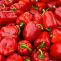 Capsicum annuum 'Red Delicious'  - Red Delicious Pepper