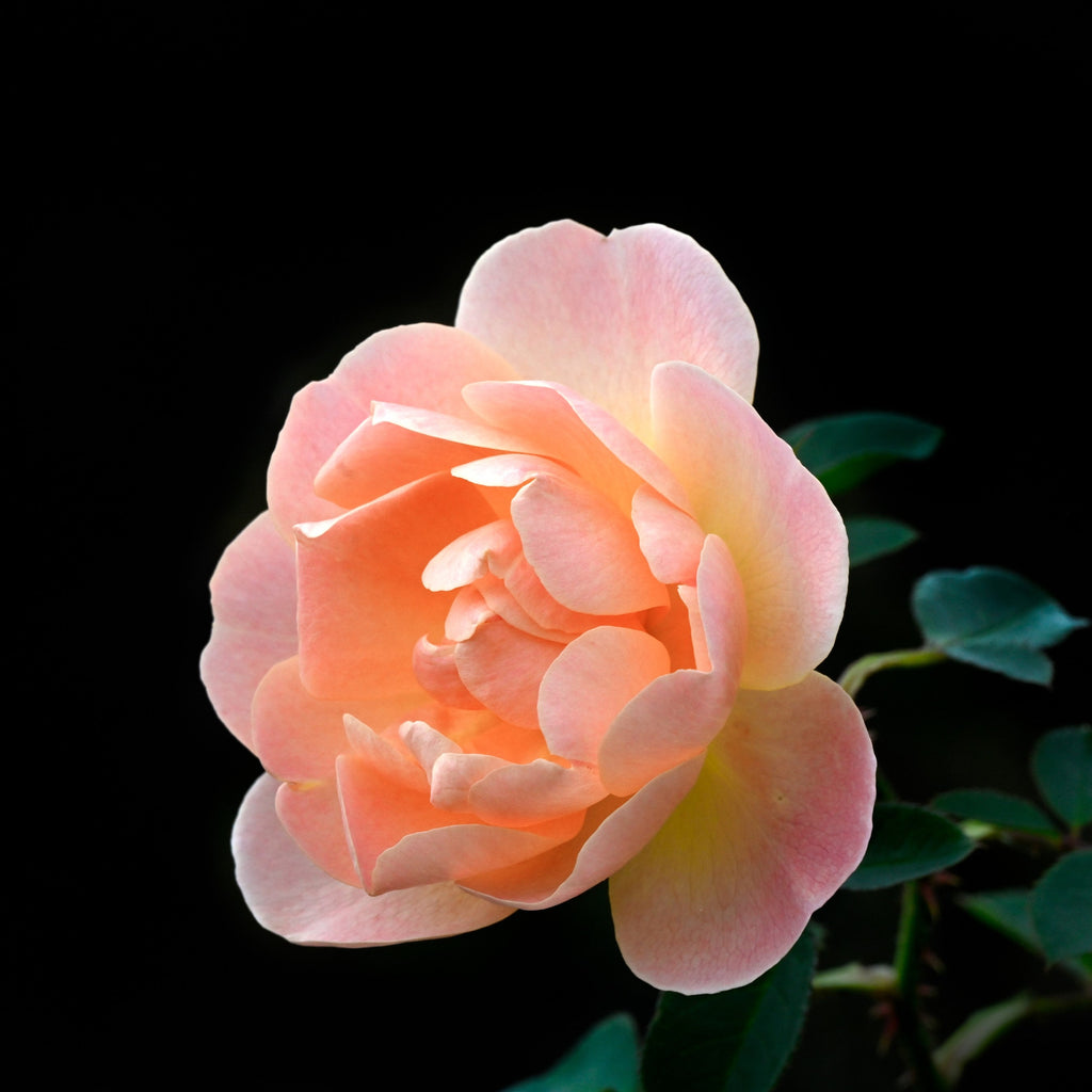 Rosa 'Ausursula'  - The Lark Ascending® Rose