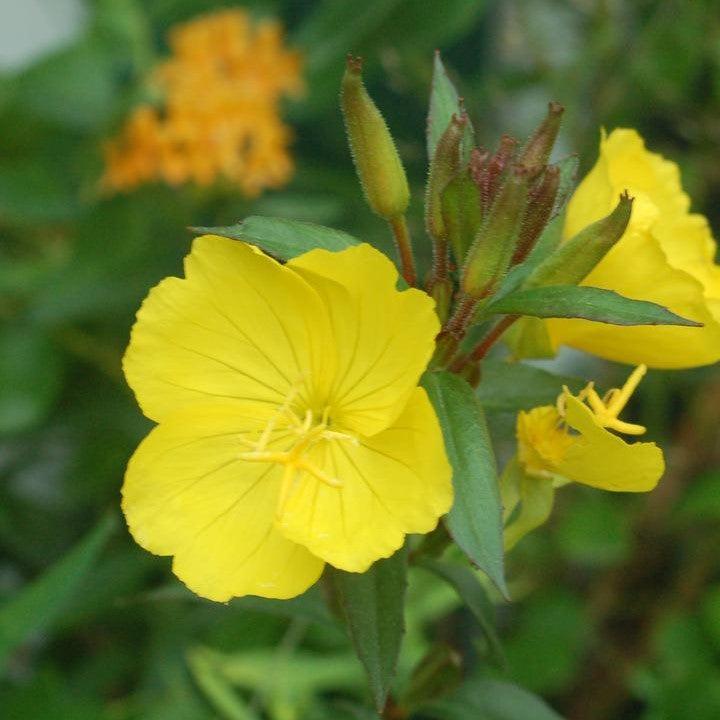 Oenothera fruticosa 'Fireworks'  - Fireworks Sundrops
