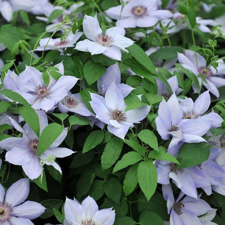 Clematis 'Evipo061'  - Boulevard® Bernadine™ Clematis