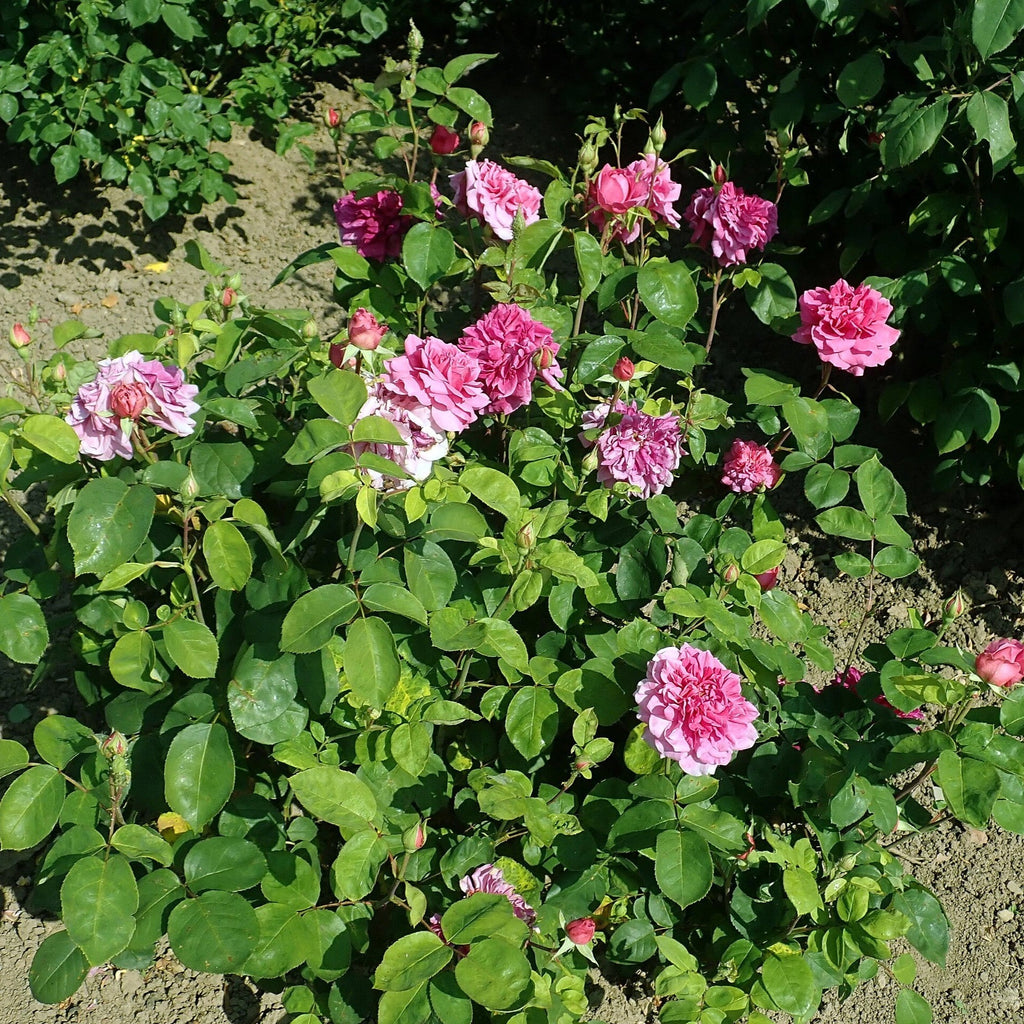 Rosa 'Auslot'  - Sophy's Rose