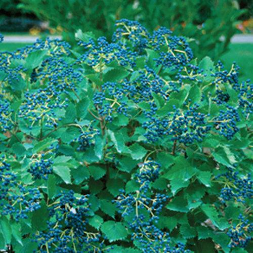 Viburnum dentatum 'Christom'  - Blue Muffin® Arrowwood Viburnum