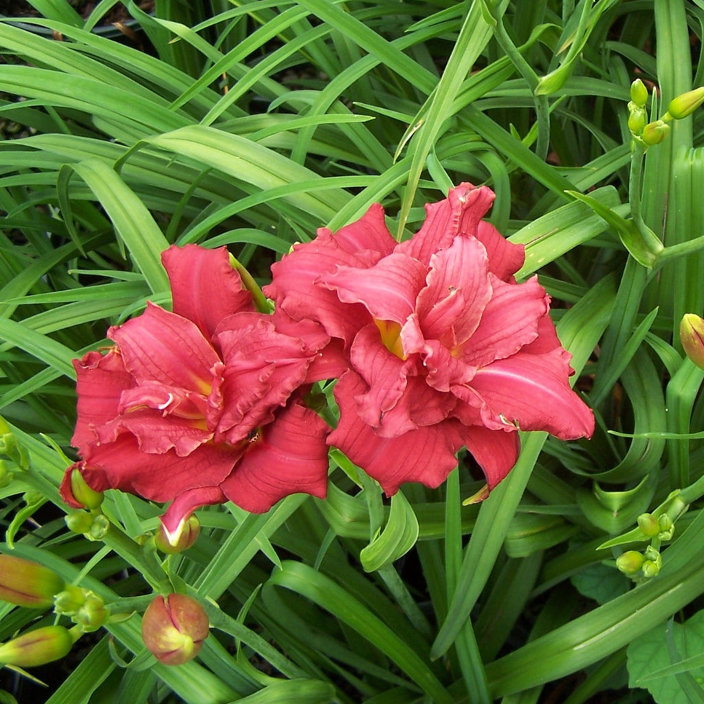 Hemerocallis 'Double Pardon Me'  - Double Pardon Me Daylily
