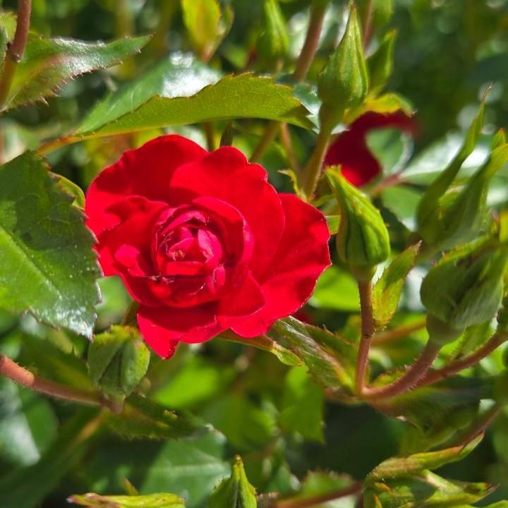 Rosa x 'Noa20059'  - Flower Carpet® Mini Cherry Rose