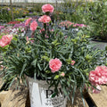 Dianthus 'Classic Coral'  - Fruit Punch® Classic Coral Dianthus