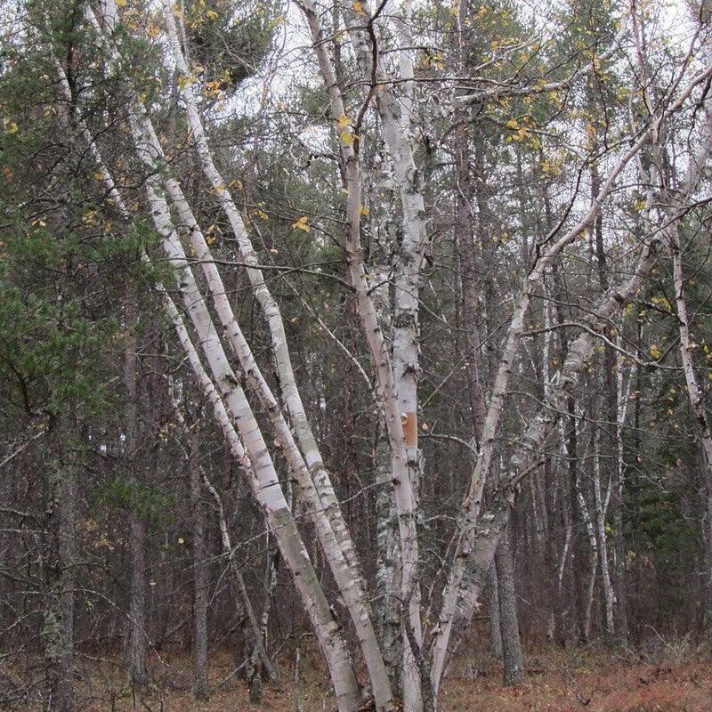 Betula papyrifera  - Paper Birch