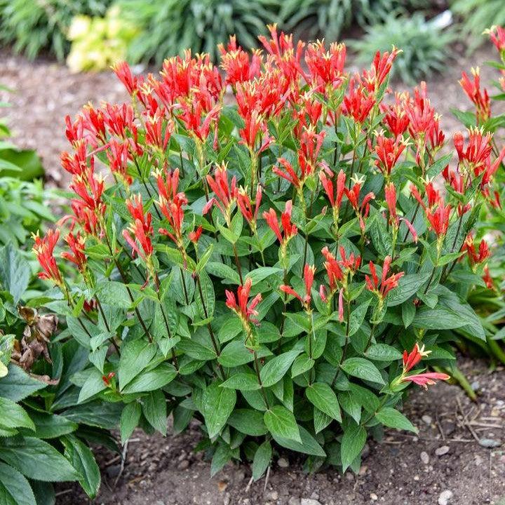Spigelia marilandica 'Orange Slices'  - Orange Slices Indian Pink