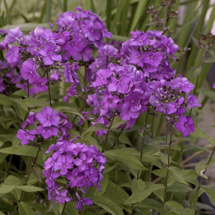 Phlox paniculata 'Blue Paradise'  - Blue Paradise Phlox