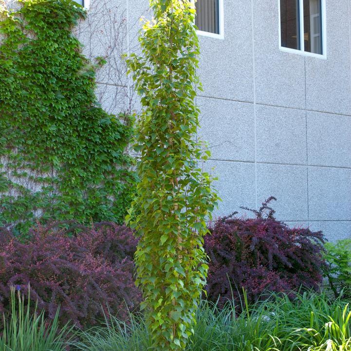 Betula platyphylla 'Jefpark'  - First Editions® Parkland Pillar® Birch