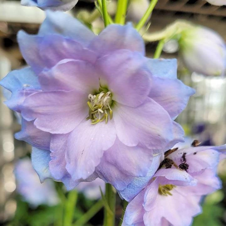 Delphinium x 'Blue Lace'  - New Millennium™ Blue Lace Delphinium