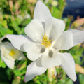 Earlybird White Columbine (Aquilegia) — Native Hummingbird Wildflower Perennial