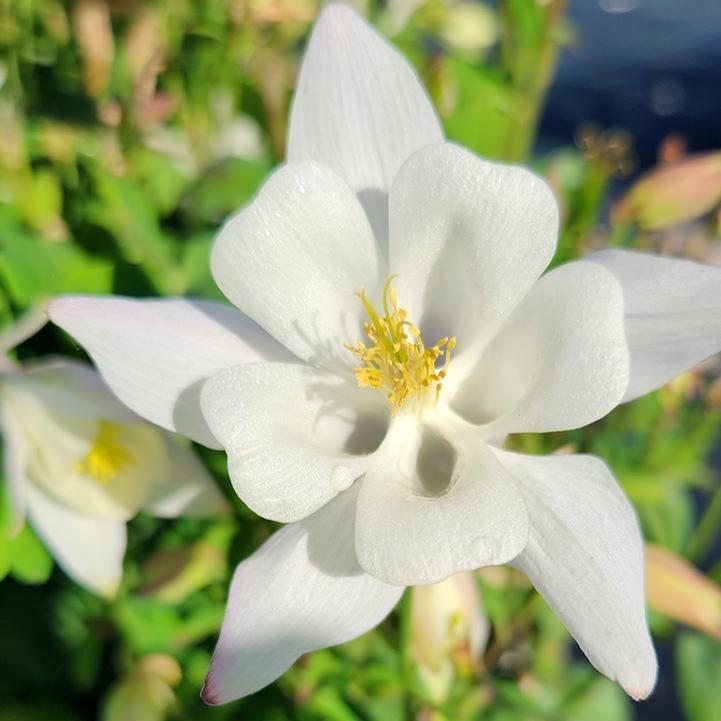 Earlybird White Columbine (Aquilegia) — Native Hummingbird Wildflower Perennial
