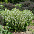 Salvia nemorosa ‘White Profusion’  - White Profusion Meadow Sage