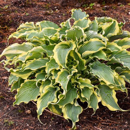 Hosta 'Voices in the Wind'  - PW® Shadowland® Voices in the Wind Hosta