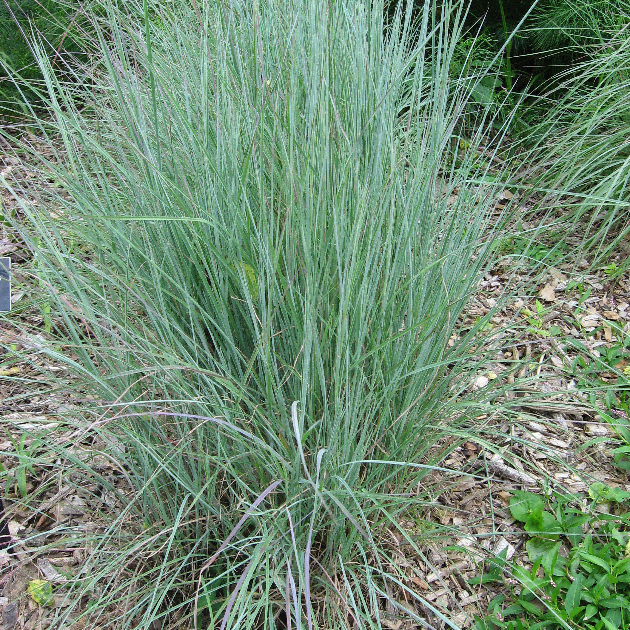 Schizachyrium scoparium 'Prairie Blues'  - Prairie Blues Little Bluestem