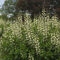 Baptisia 'Vanilla Cream'  - Decadence® Vanilla Cream False Indigo