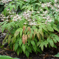 Epimedium 'Domino'  - Domino Barrenwort