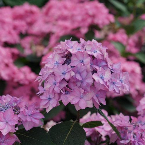 Hydrangea serrata 'SMNHSI'  - Let's Dance® Can Do!® Hydrangea