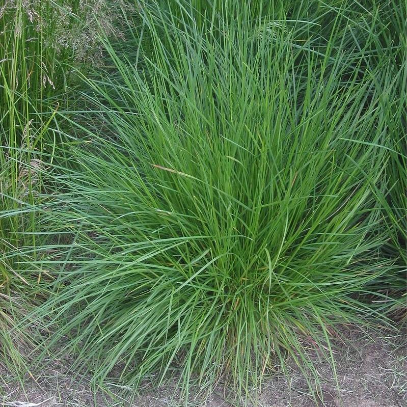 Deschampsia cespitosa  - Tufted Hairgrass
