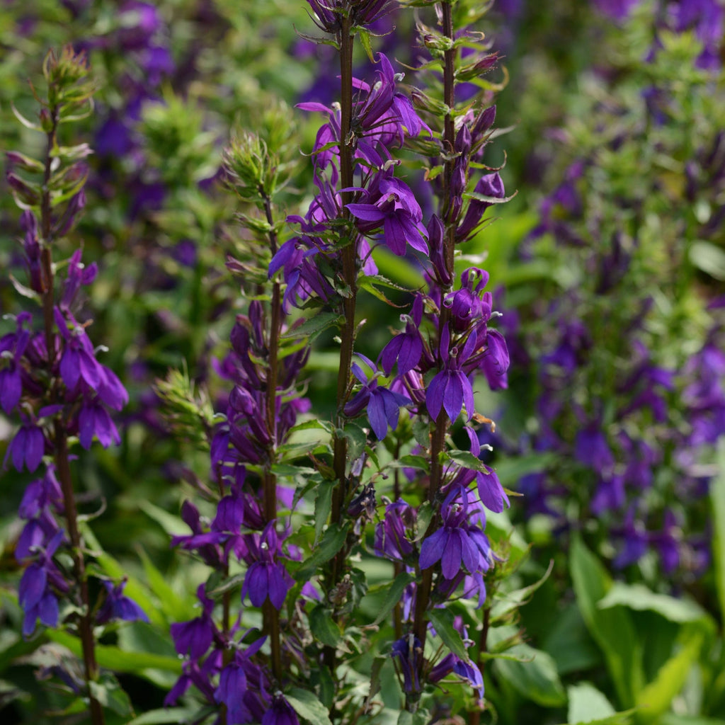 Lobelia x speciosa 'PAS1302712'  - Starship™ Blue Cardinal Flower