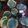 Hosta 'Earth Angel'  - Earth Angel Hosta
