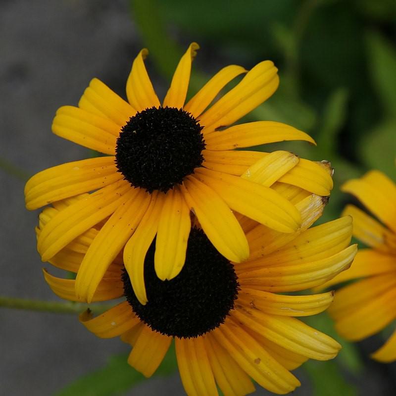 Viette's Little Suzy Black-Eyed Susan (Rudbeckia) — Dwarf Native Perennial