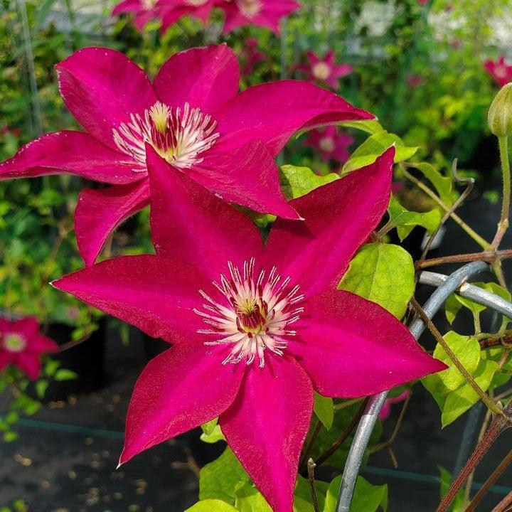 Clematis 'Evipo069'  - Tekla™ Clematis
