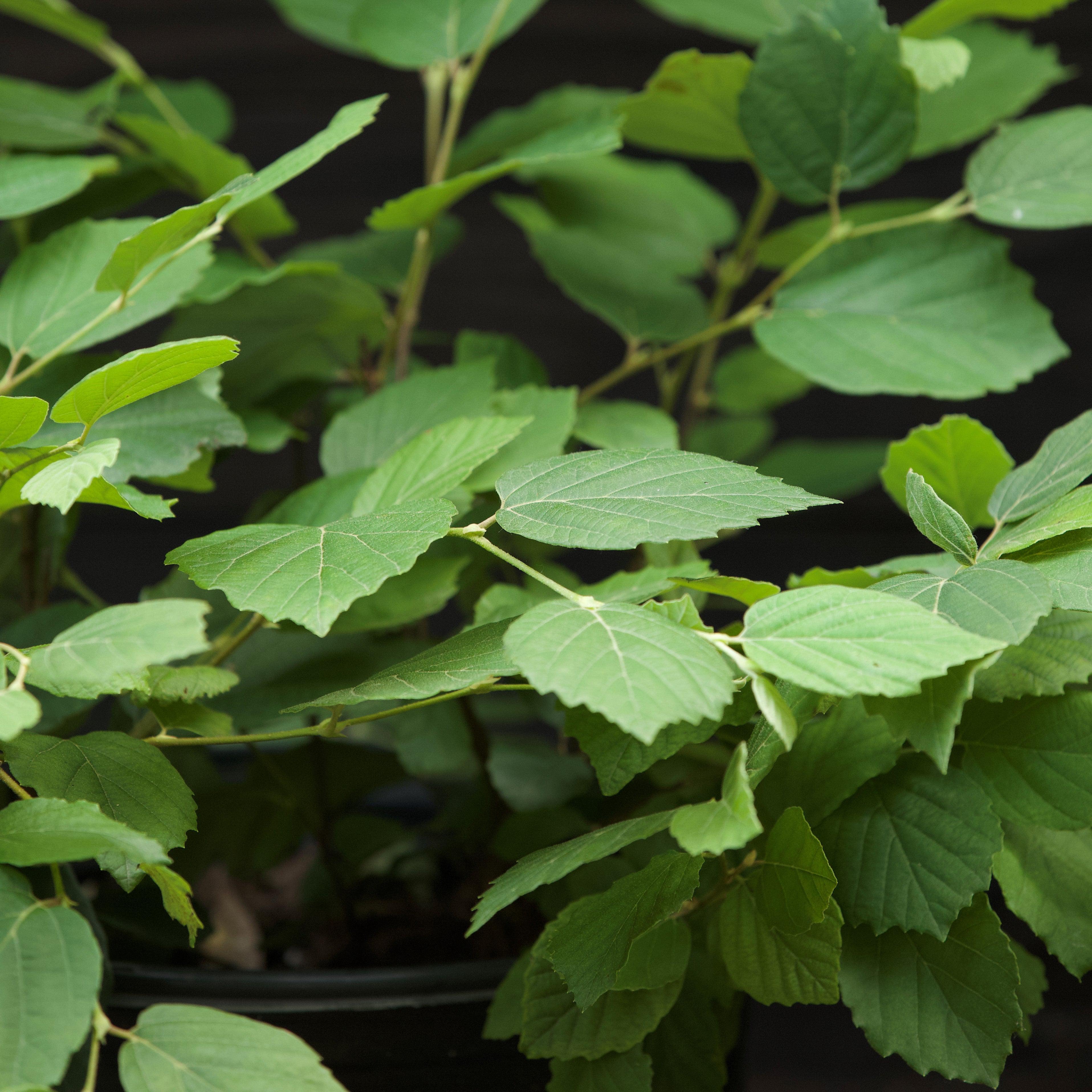 Fothergilla major 'Mount Airy'  - Mount Airy Fothergilla