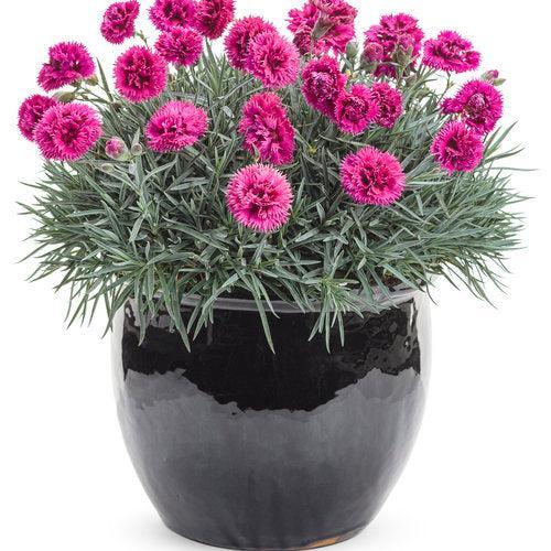 Dianthus 'Spiked Punch'  -  Fruit Punch® Spiked Punch Dianthus