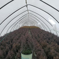 Chamaecyparis Thyoides 'Top Point'  - Top Point Dwarf White Cedar