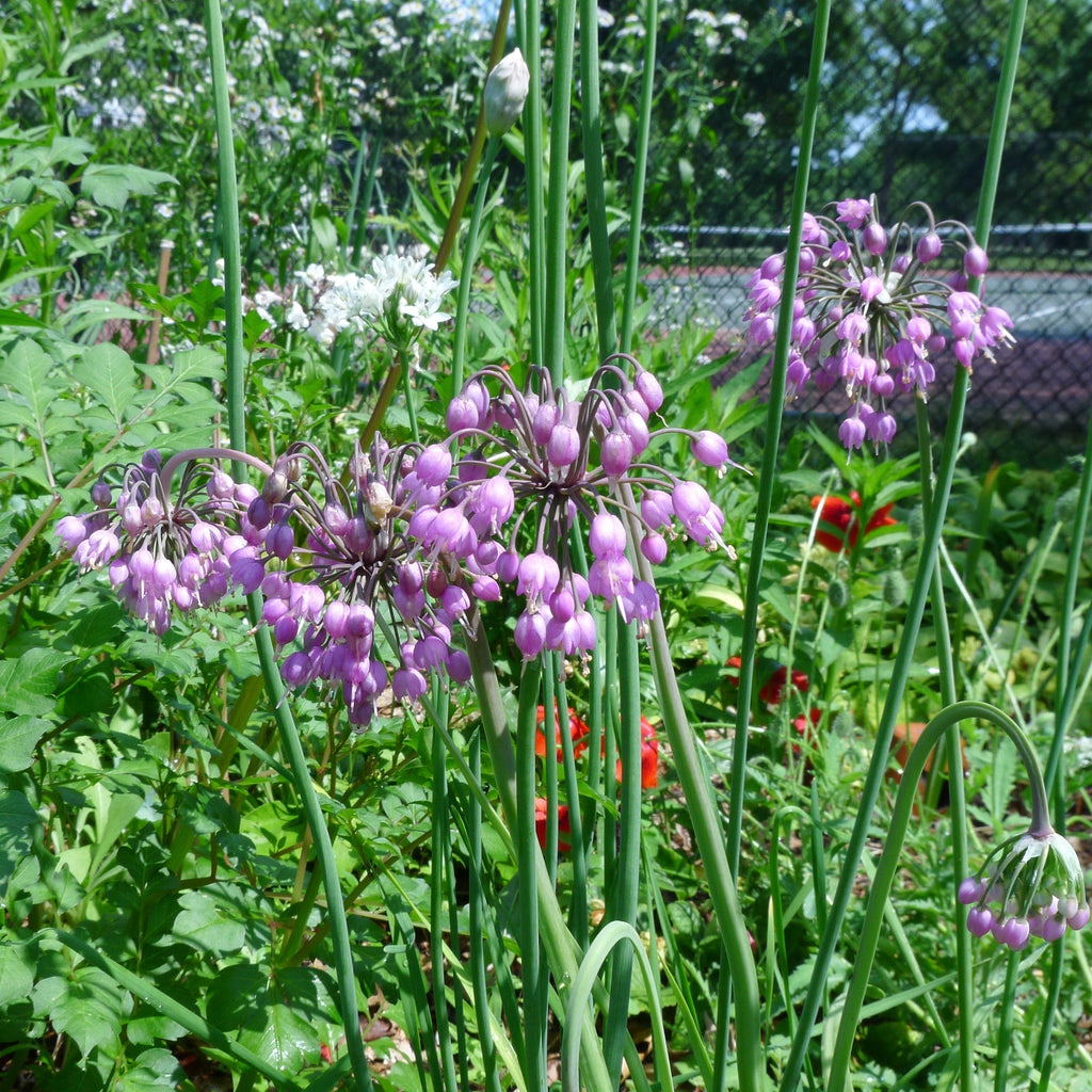 Allium cernuum  - Nodding Onion