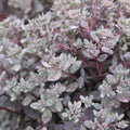Sedum 'Dazzleberry'  - SunSparkler® Dazzleberry Sedum